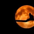 Cat With Moon