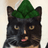 CATWIFHAT