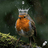 ROBINKING
