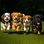PUPPIES