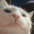 VIBE CAT