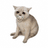 BABYCASHCAT