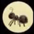 ANT