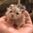 Bald Hamster