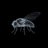 FLYBRAIN