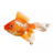 GOLDFISH