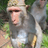 Wukong