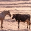 BullHorse