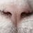 Tesla Cat