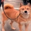 KUMA
