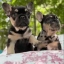 PUPFUN