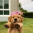 BUDDY