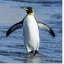 PT
