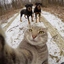 selfiecat