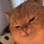 IranCat