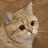 STARECAT