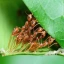 ANTS