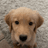buddy