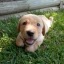 JAKE