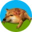 DROG