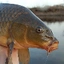 #CARP