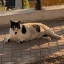 CHONKUS