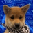 $SCARF