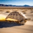 TURT