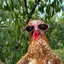 GALLO