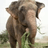 RAJU
