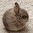 BUN