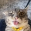 RIGBY
