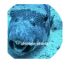 AHLELELE