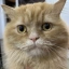GOPRO CAT
