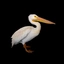 PELICAN