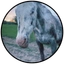 CHEYENNE