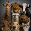 XANIMALS