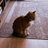 HOBBES