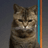 BEANCAT