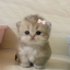 BIBI