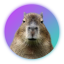 CAPY