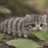 CATERPILLAR