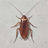 COCKROACH
