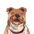 DOGSROCK