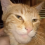 GCAT