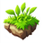 GRASS