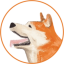 HACHI