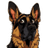 HUND