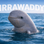 IRRAWADDY