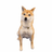MONEYDOG